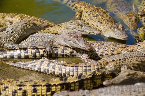 hermes farm|Hermès Opens an Alligator Farm in Australia to Make .